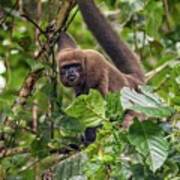 Brown Woolly Monkey - Humboldt's Woolly Monkey - Chorongo Poster