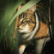 Cruel Look By Domestic Kitten Walks Through Dense Jungle Poster