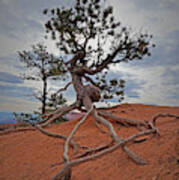 Bryce Canyon National Park - Fighting To Stay Rooted Poster