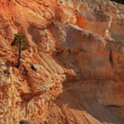 Bryce Canyon Utah Tree Among Rocks Poster