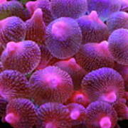 Bubble Tip Anemone Poster