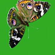Buckeye Butterfly Poster