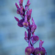Budding Canna Lilies - Purple Poster