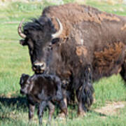 Buffalo And Baby Beefalo Poster