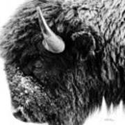 Buffalo Black And White Portrait Poster