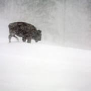 Buffalo In Winter Storm Poster