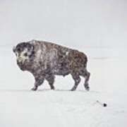 Buffalo In Yellowstone Winter Poster