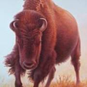 Buffalo L Of 2 Poster