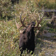 Bull Moose Testing Scent Poster
