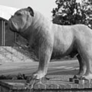 Bulldog At South Carolina State University Orangeburg 2 Bw Poster