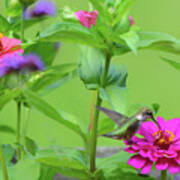 Bumble Bee And Humming Bird In The Garden Poster