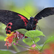 Buongon Sailor Butterfly, Papilio Rumanzobia Poster
