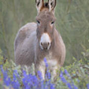Burro In Lupine Poster
