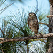 Burrowing Owl In Tree Giving The Evil Eye Poster