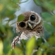 Burrowing Owlet In A Tree Poster