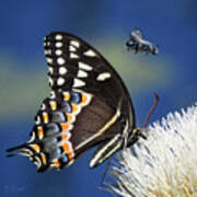 Butterfly And Bee #1068 Poster