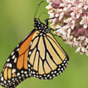 Butterfly On A Pink Flower Poster