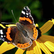 A Beauty - Butterfly On Flower - Red Admiral Poster