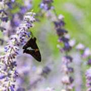 Butterfly Resting On A Lavender Plant Poster