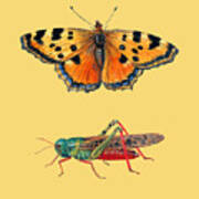 Butterfly With Grasshopper Poster