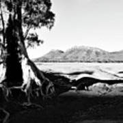 Sunrise - Cazneaux Tree Bw Poster