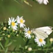 Cabbage Butterfly On Wildflowers Poster