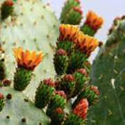 Cacti Blooms Poster