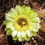 Cactus Bloom 2 Poster