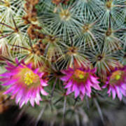 Cactus Flowers Poster