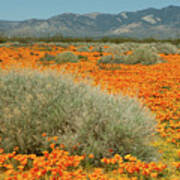 California Poppies And Goldfields In Mojave Desert Poster