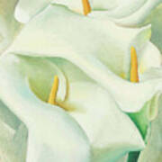 Calla Lilies - Modernist Flower Painting Poster