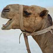 Camel Portrait Poster
