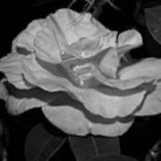 Camellia In Black And White Poster