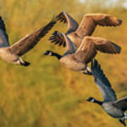 Canada Geese 1238-123019-2 Poster