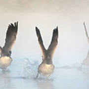 Canada Geese In The Mist 2208-010220-2 Poster