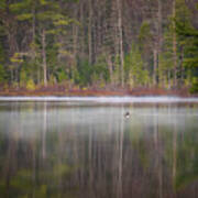 Canada Goose On A Misty Swift River Morning Poster