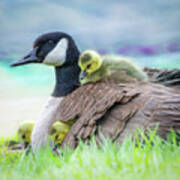 Canada Goose With Chicks Poster