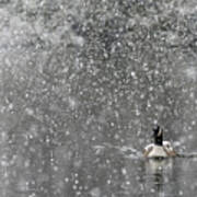 Canadian Goose In Snow 1 Poster