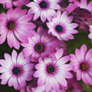 Cape Daisy Pink Poster
