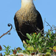 Caracara Portrait Poster