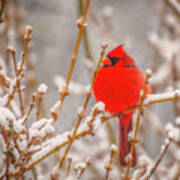 Cardinal In The Snow Poster