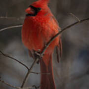 Cardinal, Portrait In Birds Poster
