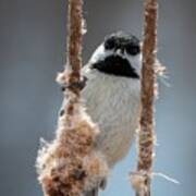 Carolina Chickadee On Cattails Poster