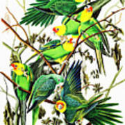 Carolina Parakeets By John James Audubon Poster