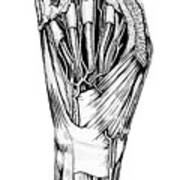 Carpe Diem Hand Dissection Poster