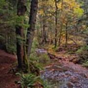 Cascade Creek Trail Poster