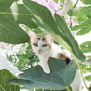 Cat And Fig Tree Poster