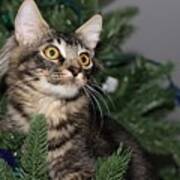 Cat In A Christmas Tree Poster