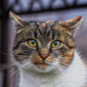 Cat Suprised Face. Cat Looks At Camera. Colorful Kitten Standing On Wooden Parapet And Looks Into Garden. She Watch Something. Domestic Moggie On Watch Poster