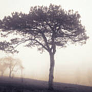 Cedar Beach Fog Sunrise By Lake Muhlenberg Poster